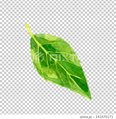 茶葉 - 手繪水彩插畫素材 茶葉 - 手繪水彩插畫素材 141070171