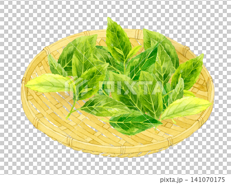 竹篩上的茶葉 - 手繪水彩插畫素材 141070175