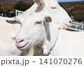 触れあうやぎ 141070276