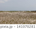 海岸のアキノエノコログサ 141070281