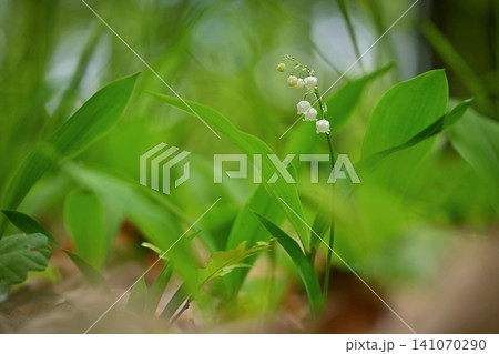 Nature Spring Flowers Blooming Pink Blossom Branch Nature Spring Flowers Blooming Pink Blossom Branch 141070290
