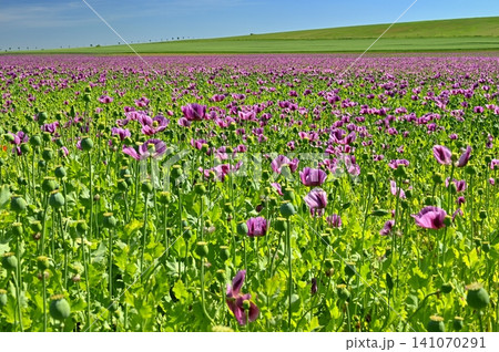 Beautiful purple flower with plant landscape in the field. Spring sunny day. Concept for nature and agriculture. Poppy (Papaver somniferum) 141070291
