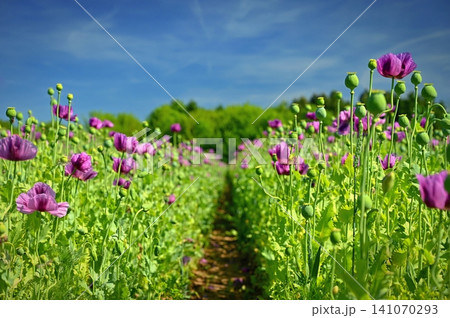 Beautiful purple flower with plant landscape in the field. Spring sunny day. Concept for nature and agriculture. Poppy (Papaver somniferum) Beautiful purple flower with plant landscape in the field. Spring sunny day. Concept for nature and agriculture. Poppy (Papaver somniferum) 141070293