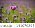Beautiful purple flower with plant landscape in the field. Spring sunny day. Concept for nature and agriculture. Poppy (Papaver somniferum) 141070295