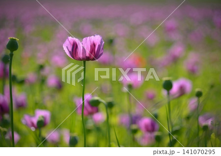 Beautiful purple flower with plant landscape in the field. Spring sunny day. Concept for nature and agriculture. Poppy (Papaver somniferum) 141070295