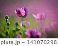 Beautiful purple flower with plant landscape in the field. Spring sunny day. Concept for nature and agriculture. Poppy (Papaver somniferum) 141070296