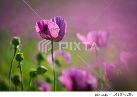Beautiful purple flower with plant landscape in the field. Spring sunny day. Concept for nature and agriculture. Poppy (Papaver somniferum) 141070296