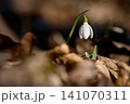 Spring background. Beautiful first spring flowers for the beginning of spring time and season. Concept for nature and environment. 141070311