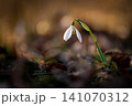 Spring background. Beautiful first spring flowers for the beginning of spring time and season. Concept for nature and environment. 141070312