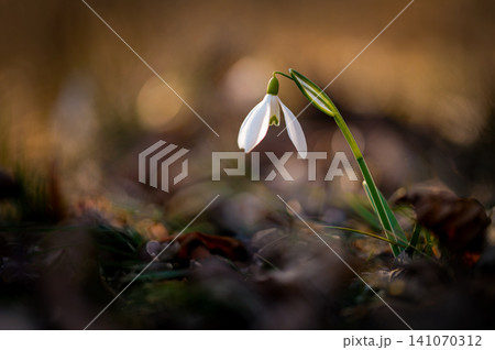 Spring background. Beautiful first spring flowers for the beginning of spring time and season. Concept for nature and environment. Spring background. Beautiful first spring flowers for the beginning of spring time and season. Concept for nature and environment. 141070312