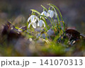 Spring background. Beautiful first spring flowers for the beginning of spring time and season. Concept for nature and environment. 141070313