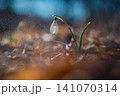 Spring background. Beautiful first spring flowers for the beginning of spring time and season. Concept for nature and environment. 141070314