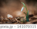 Spring colorful background with flower - plant. Beautiful nature in spring time. Snowdrop (Galanthus nivalis). Rain at sunset in the forest. 141070315