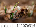 Spring colorful background with flower - plant. Beautiful nature in spring time. Snowdrop (Galanthus nivalis). Rain at sunset in the forest. 141070316