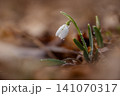 Spring colorful background with flower - plant. Beautiful nature in spring time. Snowdrop (Galanthus nivalis). Rain at sunset in the forest. 141070317