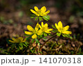Beautiful spring yellow flower - Eranthis hyemalis. 141070318