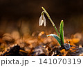 Spring colorful background with flower - plant. Beautiful nature in spring time. Snowdrop (Galanthus nivalis). Rain at sunset in the forest. 141070319