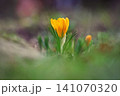 Spring background with flowers. Nature and delicate photo with details of blooming colorful crocuses in spring time.(Crocus vernus) 141070320