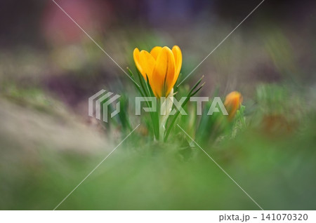 Spring background with flowers. Nature and delicate photo with details of blooming colorful crocuses in spring time.(Crocus vernus) 141070320