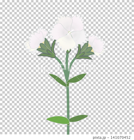 Illustration of a white dianthus Illustration of a white dianthus 141070452