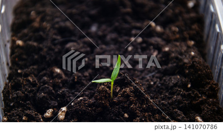 Tiny green seedling emerges from dark soil, symbolizing new beginnings and growth Tiny green seedling emerges from dark soil, symbolizing new beginnings and growth 141070786