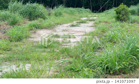 Natural landscape landscape view of a narrow. Weathered dirt road curving into a dense green forest surrounded by tall overgrown grasses under soft daylight. Natural landscape landscape view of a narrow. Weathered dirt road curving into a dense green forest surrounded by tall overgrown grasses under soft daylight. 141071097