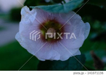 A pale, off-white Hollyhock flower is shown at an eye-level, close-up view 141071136