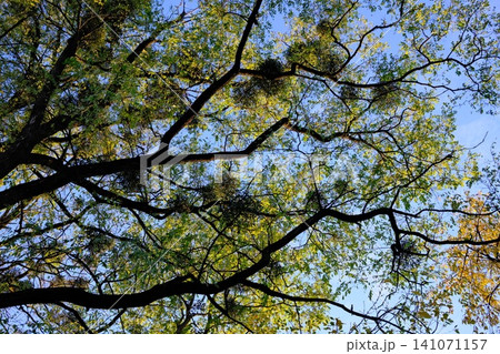 Looking up at a dense tree canopy with bright green and yellow leaves Looking up at a dense tree canopy with bright green and yellow leaves 141071157