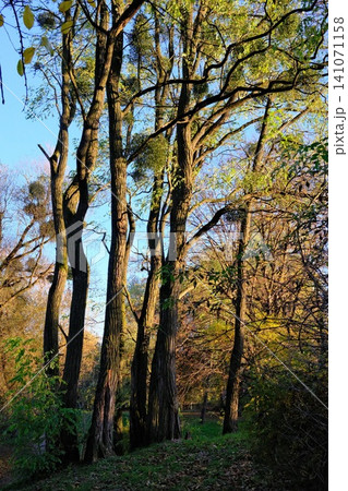 Golden sunlight bathes tall trees and their mistletoe, creating long shadows Golden sunlight bathes tall trees and their mistletoe, creating long shadows 141071158