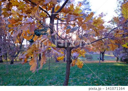 Sunlight filters through a young oak's golden autumn leaves, casting a warm glow Sunlight filters through a young oak's golden autumn leaves, casting a warm glow 141071164