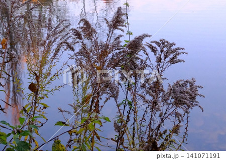 Dried plants with fluffy white seed heads line still pond water. Dried plants with fluffy white seed heads line still pond water. 141071191