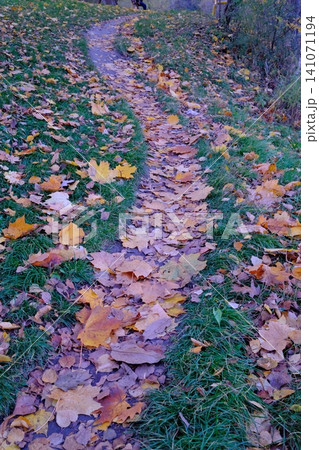 A narrow dirt path winds uphill through green grass, covered by a dense layer of orange A narrow dirt path winds uphill through green grass, covered by a dense layer of orange 141071194