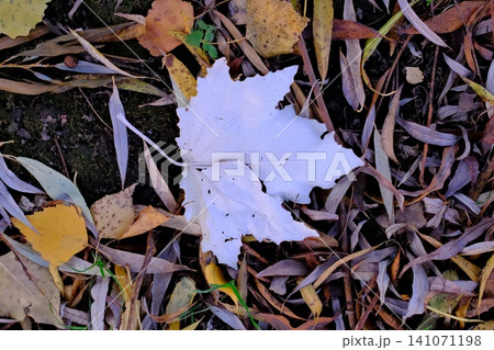 White frosted leaf provides a striking contrast against a textured background White frosted leaf provides a striking contrast against a textured background 141071198