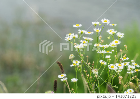 夏の野の花ヒメジョオン 夏の野の花ヒメジョオン 141071225
