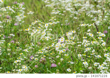 夏の野の花ヒメジョオン 夏の野の花ヒメジョオン 141071228