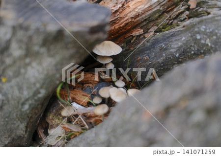 Small mushrooms sprout on the side of rotting wood in a forest Small mushrooms sprout on the side of rotting wood in a forest 141071259
