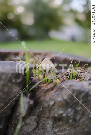 A fungus grows with green grass inside of a tree's trunk A fungus grows with green grass inside of a tree's trunk 141071261