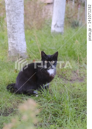 A cute cat with black and white fur sits in a yard with tall green grass A cute cat with black and white fur sits in a yard with tall green grass 141071282