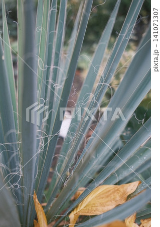 Yucca: blue-green leaves, white fibers Yucca: blue-green leaves, white fibers 141071307