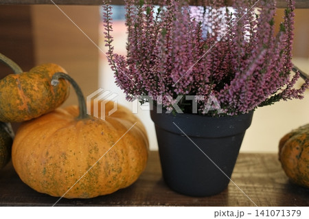 Small pumpkins and a potted purple heather plant decorate a shelf 141071379