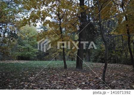 The forest ground is blanketed by brown autumn leaves The forest ground is blanketed by brown autumn leaves 141071392