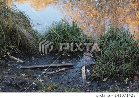 Muddy bank with tall grass meets still water reflecting golden autumn trees. 141071425