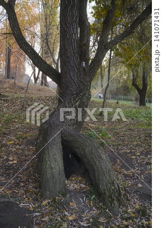 Twisted, majestic tree with hollow base rests in serene autumn leaves Twisted, majestic tree with hollow base rests in serene autumn leaves 141071431