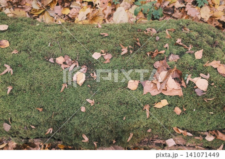 Dry autumn leaves and small winged seeds lay spread across a dense bed of green moss Dry autumn leaves and small winged seeds lay spread across a dense bed of green moss 141071449