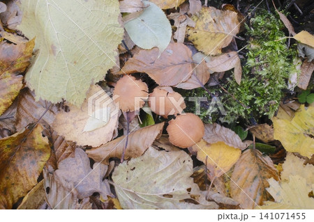Small brown mushrooms are nestled among a colorful scattering of yellow and brown autumn leaves 141071455