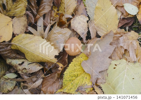 A small, light brown mushroom is visible among a dense carpet of dried brown and yellow autumn leaves A small, light brown mushroom is visible among a dense carpet of dried brown and yellow autumn leaves 141071456