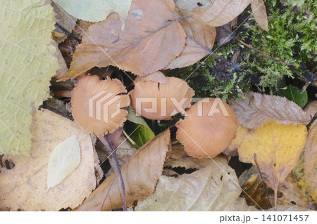 Three small tan mushrooms appear on the forest floor 141071457