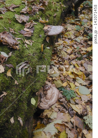 Two bracket fungi grow on a vibrant green moss-covered log. Two bracket fungi grow on a vibrant green moss-covered log. 141071458