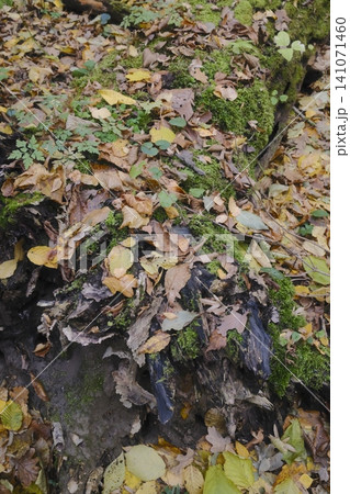 Lush green moss grows on a decaying tree trunk amidst a scattering of yellow and brown autumn leaves Lush green moss grows on a decaying tree trunk amidst a scattering of yellow and brown autumn leaves 141071460