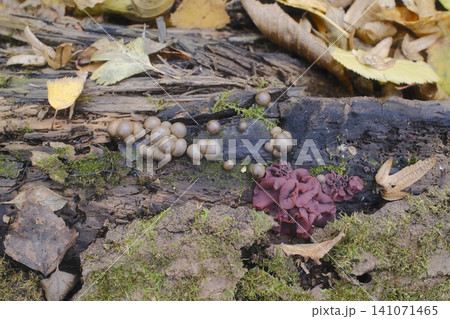Two types of fungi grow on a mossy log among brown and yellow fallen leaves Two types of fungi grow on a mossy log among brown and yellow fallen leaves 141071465
